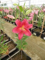 [4265 Tarrango No01.JPG]